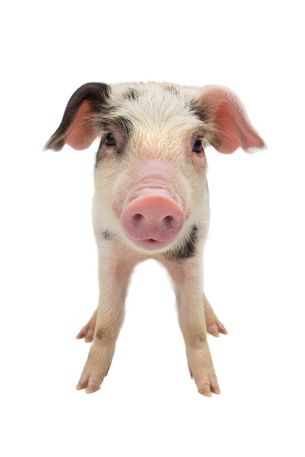 Pig on a white background stock image. Image of animals 114341893