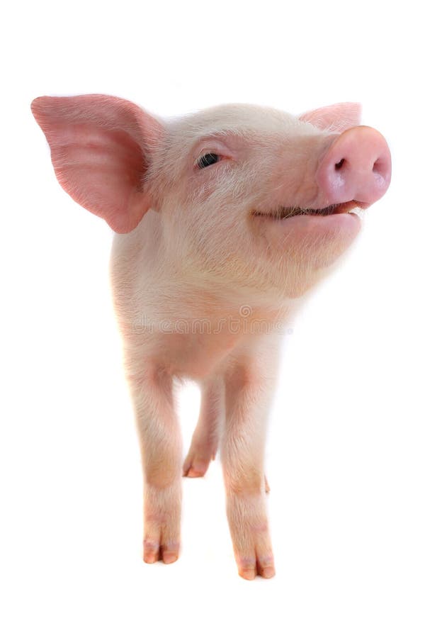 Pig Smoking Cigarette stock image. Image of pink, mammal 17050981