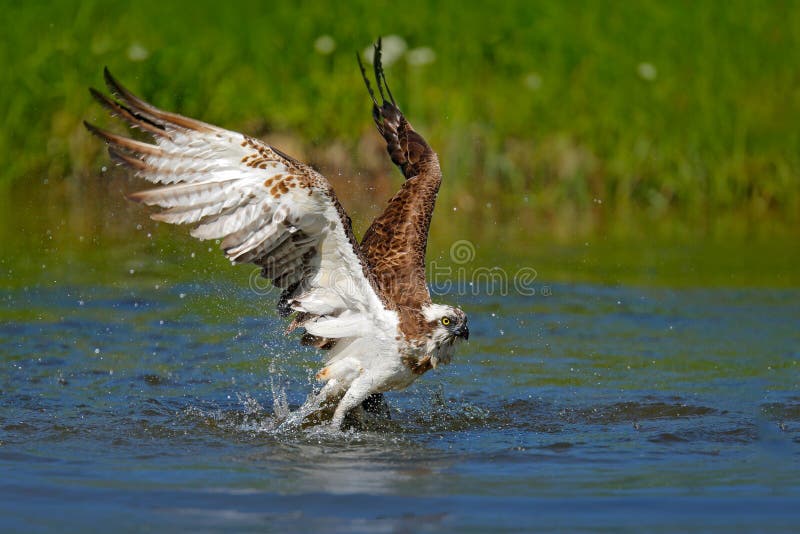 Pigargo del vuelo con los pescados Escena de la acción con el pájaro, hábitat del agua de la naturaleza Osprey con los pescados v fotos de archivo libres de regalías Pigargo del vuelo con los pescados Escena de la acción con el pájaro, hábitat del agua de la naturaleza Osprey con los pescados v fotos de archivo libres de regalías