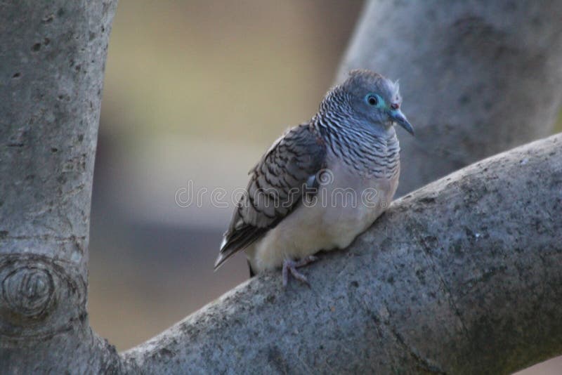 Index Of Photosoiseaux