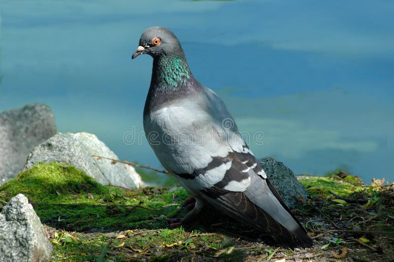 Pigeon