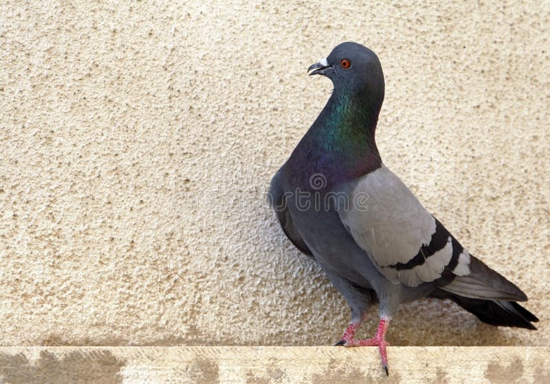 Pigeon