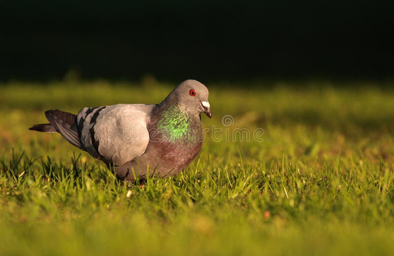 Pigeon