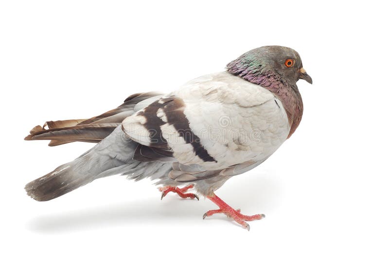 Pigeon