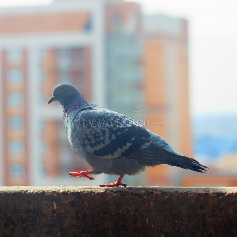 Pigeon stock photo. Image of dove, building, tranquil - 25317698 Pigeon stock photo. Image of dove, building, tranquil - 25317698