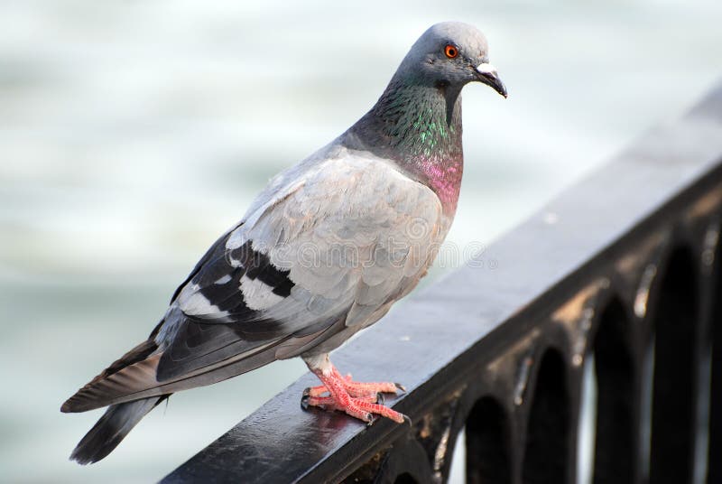 Pigeon