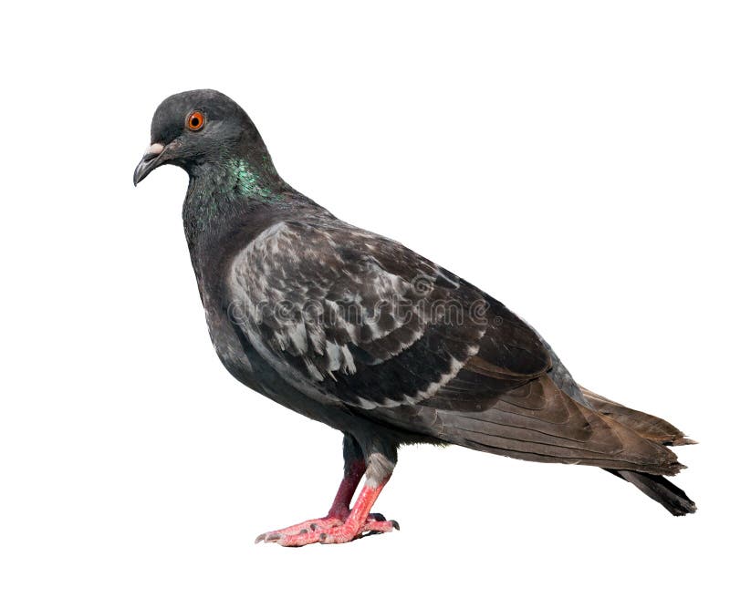 Pigeon photo libre de droits Pigeon photo libre de droits