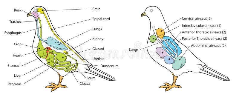 The Cow stomach system stock vector. Illustration of food - 157989308