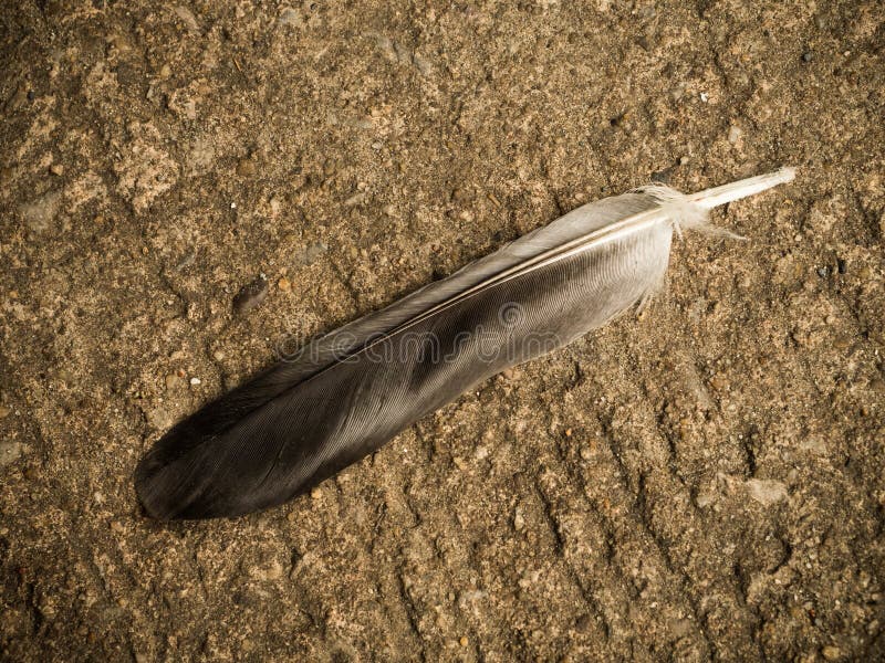 Pigeon Feather Stock Photos - Download 24,814 Royalty Free Photos