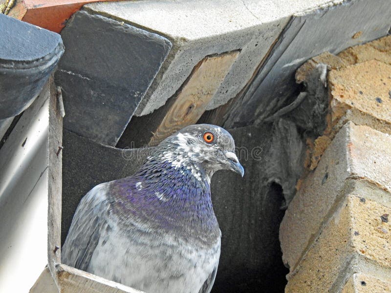 De Salvaje paloma anidando en techo espacio canal de el edificio creación nido cachorros 2019 