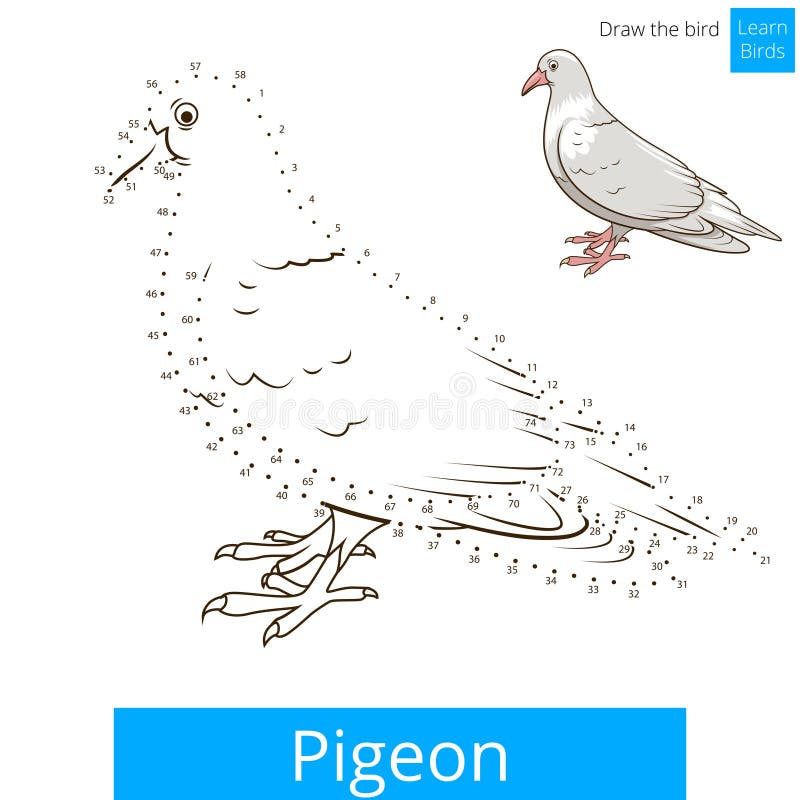 Top more than 160 pigeon sketch easy latest