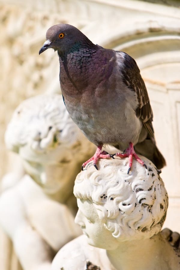 Pigeon bird sitting on a sculture