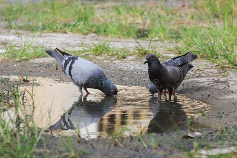 869 Pigeon Bird Bath Stock Photos Free & RoyaltyFree Stock Photos