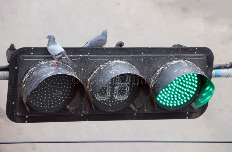 Pigeon birds perch on the traffic light, on green light.