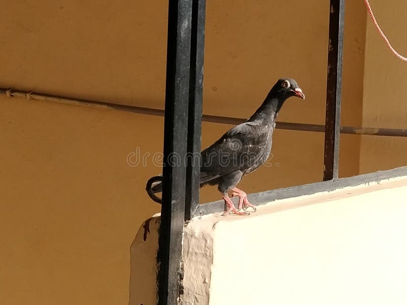 Pigeon In Black. I Found A Rare Pigeon. Stock Photo Image of bird, found 179978744