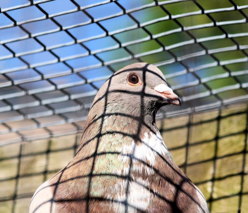 Pigeon In Cage stock photo. Image of wire, trap, outdoors 19807894