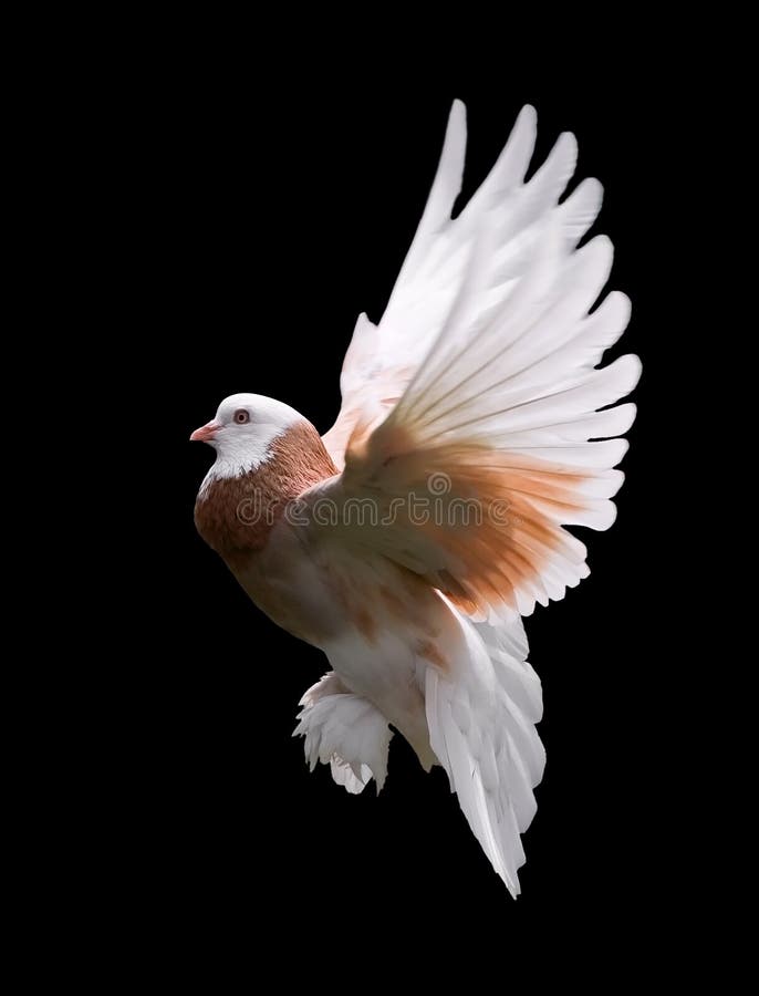 Pigeon coloré en vol photos libres de droits Pigeon coloré en vol photos libres de droits