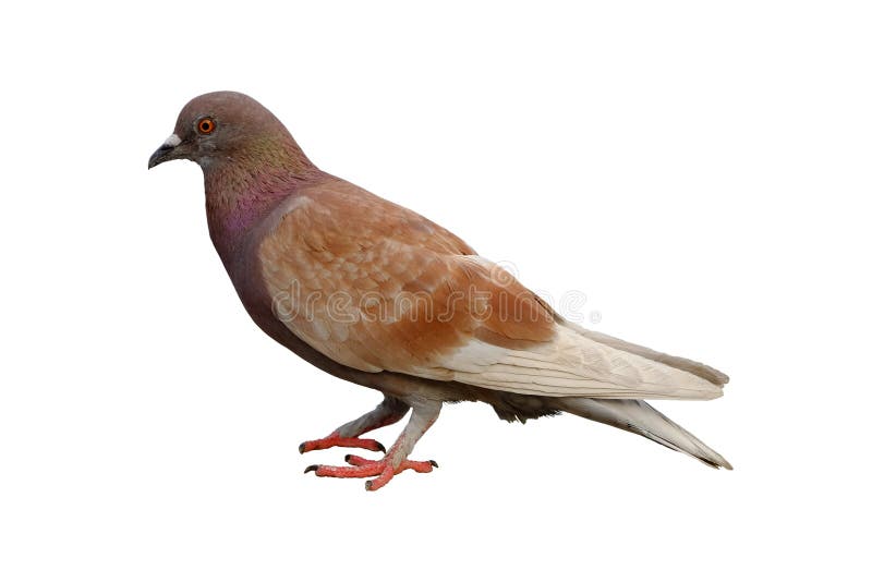 Pigeon de Brown d'isolement sur le fond blanc avec le chemin de coupure photos libres de droits Pigeon de Brown d'isolement sur le fond blanc avec le chemin de coupure photos libres de droits