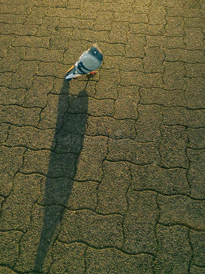 Pigeon domestique solitaire, Columba Livia, éclairée à contre-jour par lumière du soleil de matin photographie stock libre de droits Pigeon domestique solitaire, Columba Livia, éclairée à contre-jour par lumière du soleil de matin photographie stock libre de droits