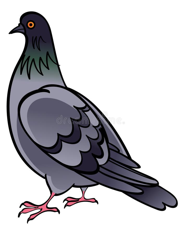 Pigeon Dove