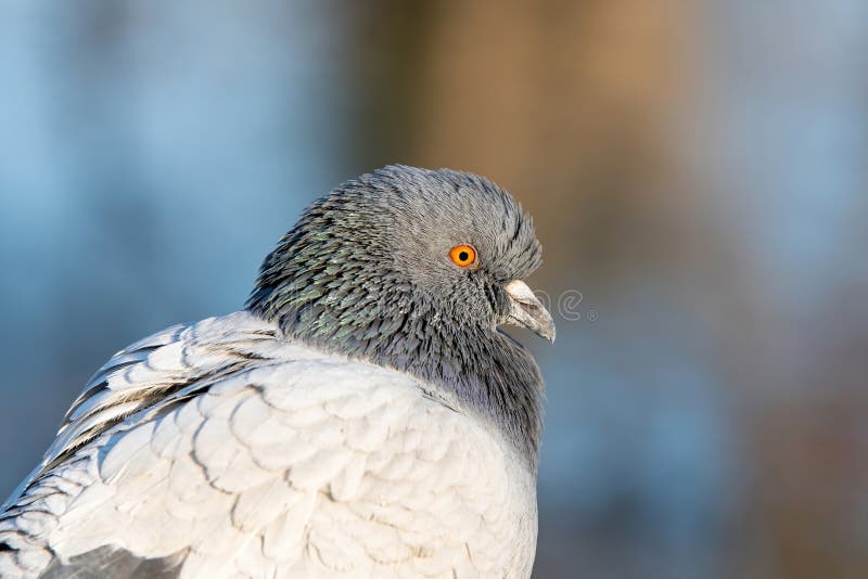 Single pigeon glares menacingly with eyes half closed Stock Photo - Alamy