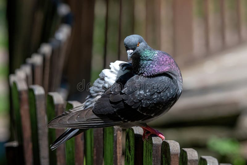 Single pigeon glares menacingly with eyes half closed Stock Photo - Alamy