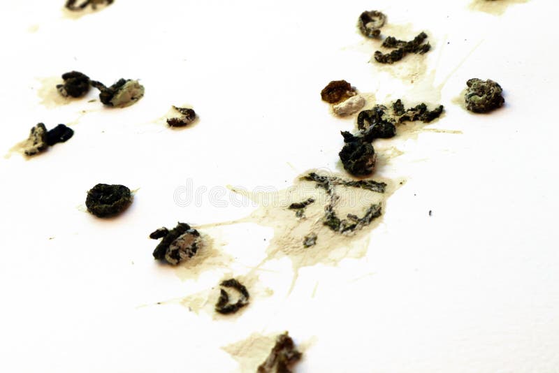 Pigeon Droppings Dirty Pigeon Bird Poop Concept Stock Photo Image