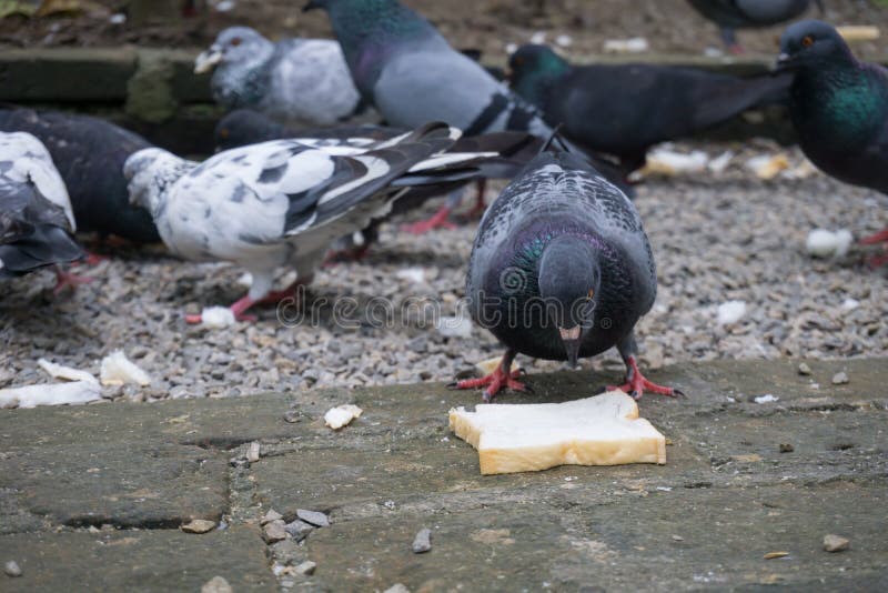 The Pigeon Eat Bread on the Ground Stock Photo Image of piece, ground