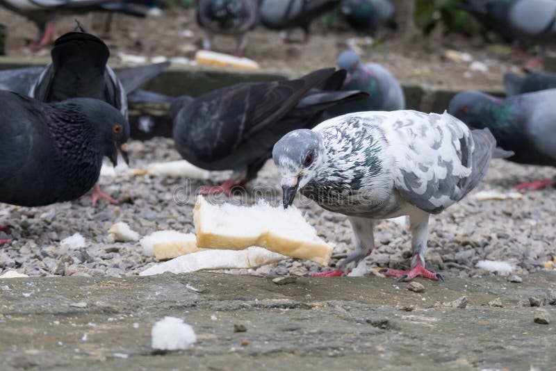 The Pigeon Eat Bread on the Ground Stock Photo Image of outdoors