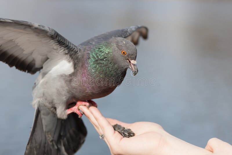 The Pigeon Eats Sunflower Seeds Stock Image Image of nature, claw