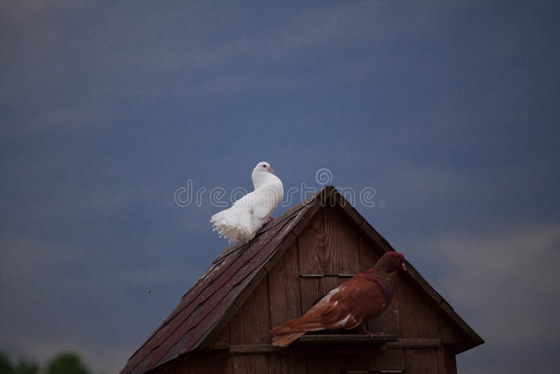 oiseaux coureurs 8 lettres