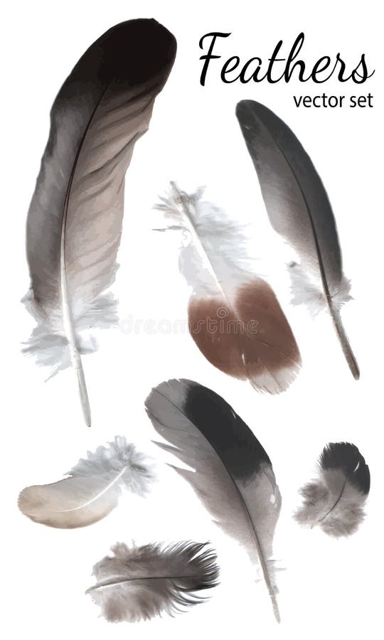 Pigeon Feathers Collection, High Quality Vector vector illustration
