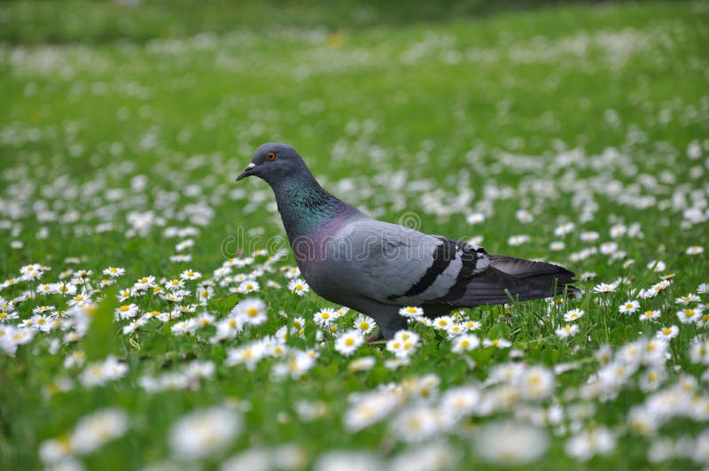 Pigeon on green grass royalty free stock images