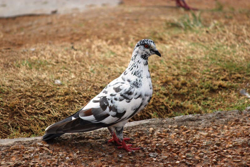 Pigeon stock photo. Image of pidgeon, gray, wild, white 44481284