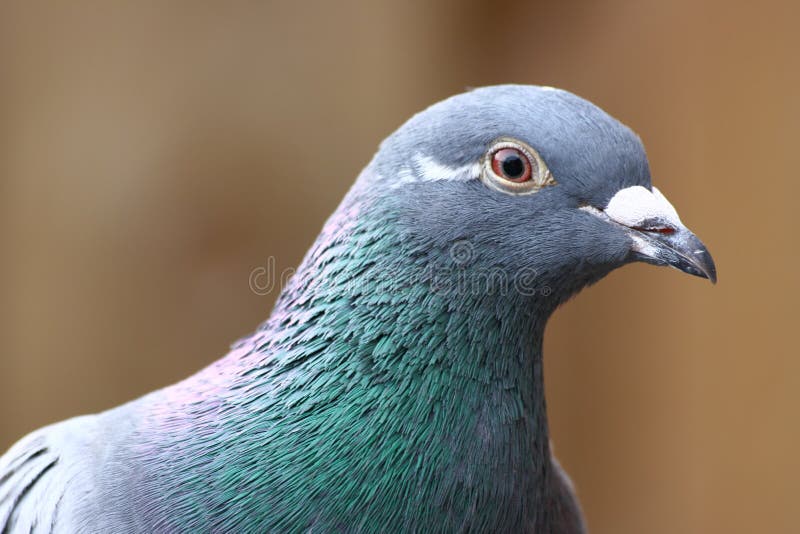Pigeon gris image stock. Image du marche, pigeon, oiseau - 16527583