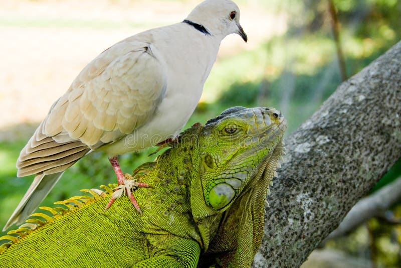 Pigeon and iguana royalty free stock photos