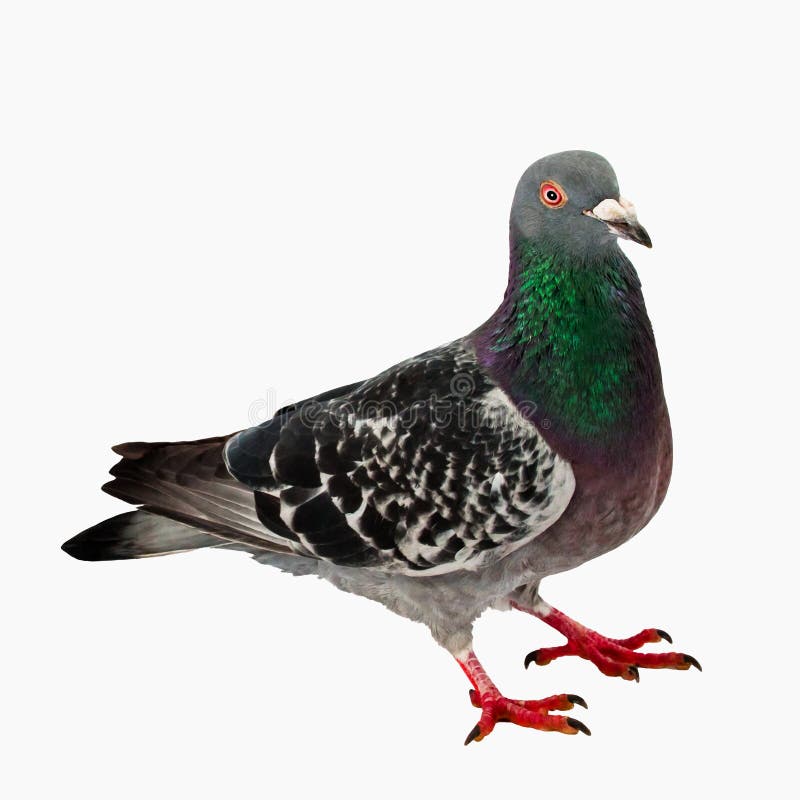 Pigeon - Isolated - Full Body - No shadow stock images