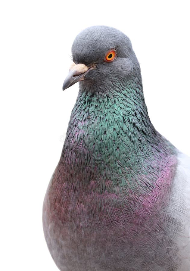 Beautiful common pigeon isolated on a white background with space for your text. Shallow depth, selective focus