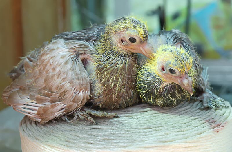 Do Pigeons Have Ears