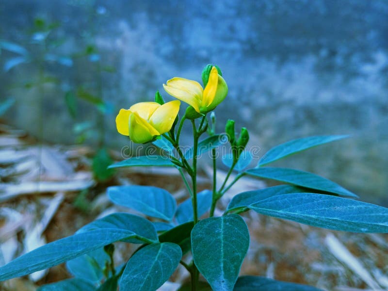Pigeon Pea Flowers, Cajanus Cajanus Cajan Pigeon Pea, Congopea Stock Image Image of cajanus