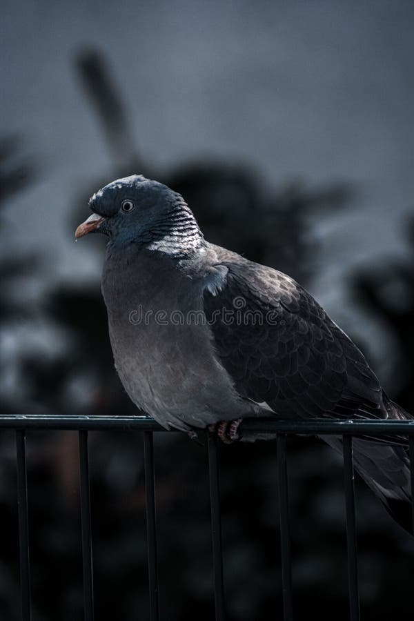 Pigeon Perched on a Metal Fence Illuminated by the Bright Light in a