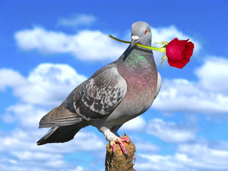 Pigeon with red rose.