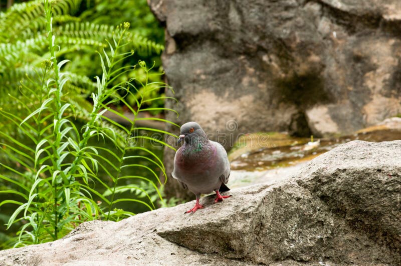 Pigeon on a Rock stock image