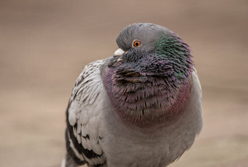 Pigeon with ruffled feathers on a city sidewalk royalty free stock photography Pigeon with ruffled feathers on a city sidewalk royalty free stock photography