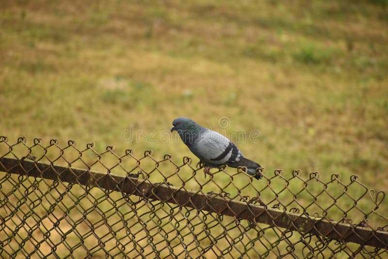 Pigeon sitting on a fence royalty free stock photos Pigeon sitting on a fence royalty free stock photos