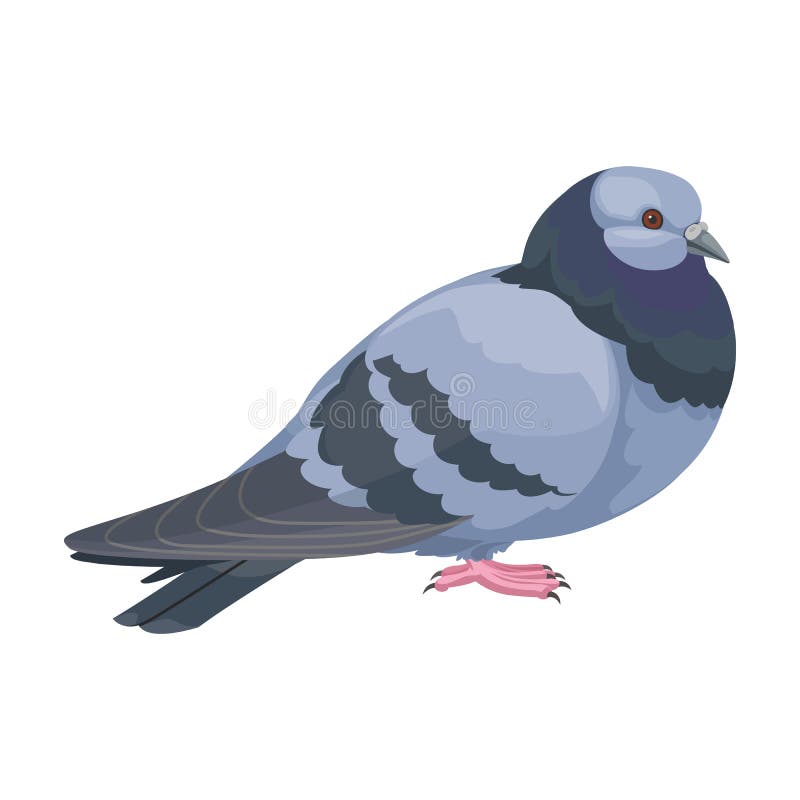 Pigeon Vector Vector Icon Isolated on White Background Pigeon. Stock Vector - Illustration of flying, wedding: 215517905 Pigeon Vector Vector Icon Isolated on White Background Pigeon. Stock Vector - Illustration of flying, wedding: 215517905