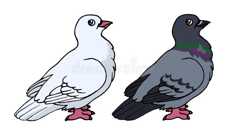 Pigeon stock illustration. Illustration of adorable, birds - 51046346 Pigeon stock illustration. Illustration of adorable, birds - 51046346