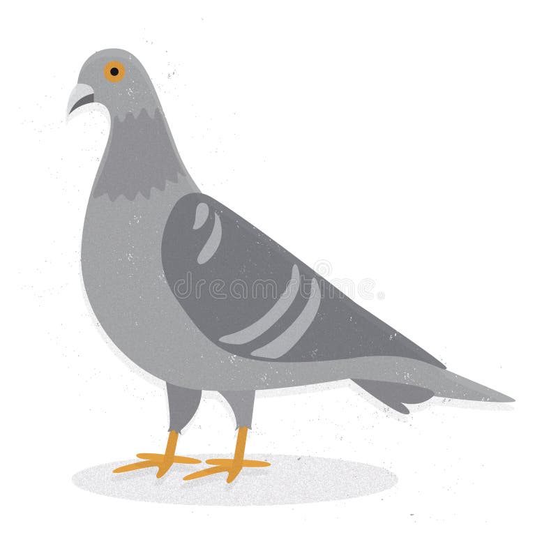 Vector illustration of a common pigeon isolated on white background