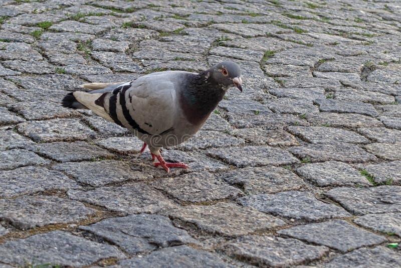 Pigeon walking stock photo. Image of street, feathers 100029310