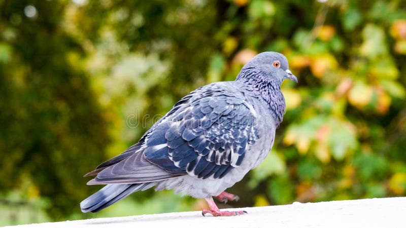 pigeon pidgin pigeon pidgin